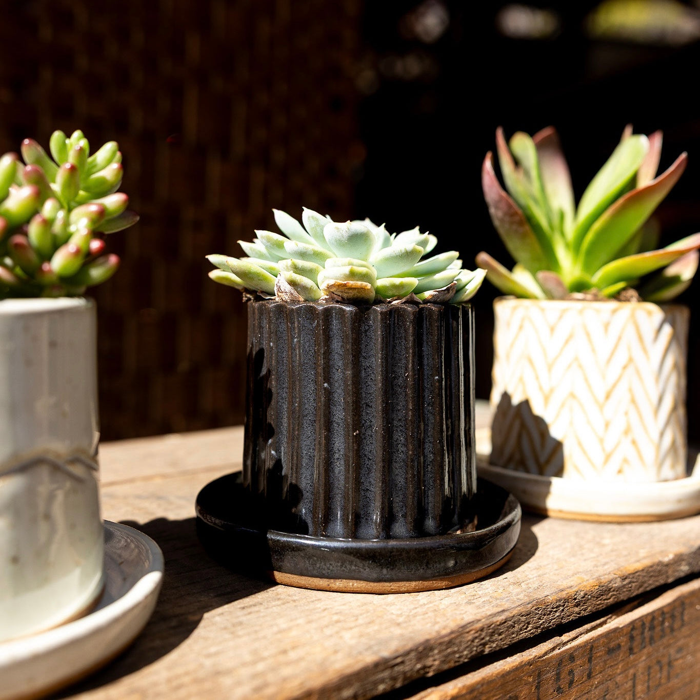 Tiny Planter {Black Bear Lined}